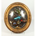 A VICTORIAN COLLECTION OF TAXIDERMY EXOTIC BIRDS, including a Spangled Cotinga mounted on a