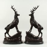 AFTER MOIGNIEZ. A GOOD PAIR OF BRONZE STAGS.