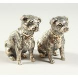 A GOOD PAIR OF SOLID SILVER NOVELTY PUG DOG SALT AND PEPPERS. 6.5cms high.