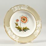 A SPODE BOTANICAL PLATE "SINGLE ANEMONE". 8.75ins diameter.