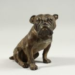 A VIENNA COLD CAST SEATED BULLDOG. 12cms hugh.