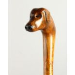 A 20TH CENTURY WALKING STICK, the handle carved as a dog's head. 96cms long.