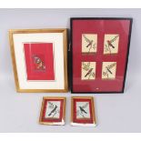 A COLLECTION OF SEVEN VARIOUS 19TH CENTURY BIRD PAINTINGS ON MICA in four frames.