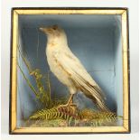 A RARE ALBINO CROW, stuffed and mounted, in a display case. 38cms high x 35cms wide.