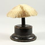 A CORAL SPECIMEN, on turned wood stand. 16cms wide.