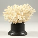 A SMALL CORAL SPECIMEN. 12cms high.