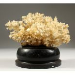 A CORAL SPECIMEN, on turned wood stand. 20cms wide.