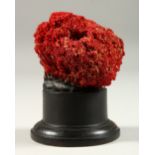 A SMALL RED CORAL SPECIMEN, on turned wood base. 10cms high.