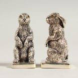A PAIR OF SOLID SILVER RABBIT SALT AND PEPPERS.