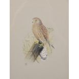 Kenneth J Wood (20th Century) British. "Kestrel", Watercolour, Signed and Dated 1980, and