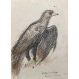 Denis William Reed (1917-1979) British. "Wedge Tailed Eagle", Study of a Bird, Mixed Media, Signed