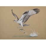 Kenneth J Wood (20th Century) British. "Osprey", Study of an Osprey Catching a Fish, Watercolour,