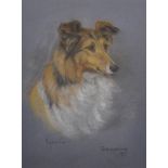 Marjorie Cox (1915-2003) British. "Josephine", Study of a Collie's Head, Pastel, Signed, Inscribed