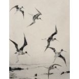 Frank Weston Benson (1862-1951) American. "Summer Yellowlegs", Etching, Signed in Pencil, and