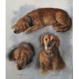 Sam Morse-Brown (1903-2001) British. "Herschel", Studies of a Dog, Pastel, Signed, Inscribed and