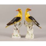 A VERY GOOD PAIR OF MEISSEN YELLOW GOLDEN ORIOLES, standing on tree stumps. Cross swords mark in