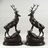 AN IMPRESSIVE PAIR OF LARGE BRONZE STAGS, standing on rocks, on marble plinths. 29ins high.