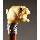 A VICTORIAN IVORY HANDLED WALKING STICK, carved as a BULLDOG, with engraved silver band 1869. 3ft