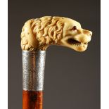 A VICTORIAN IVORY HANDLED WALKING STICK, carved as a DOG, with engraved silver band. 2ft 11ins