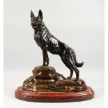 L. CARVIN A BRONZE MODEL OF AN ALSATIAN, standing on a rock, on a rouge marble plinth. 18ins high