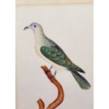 19th Century English School. Study of a Bird, Watercolour, 8" x 6".