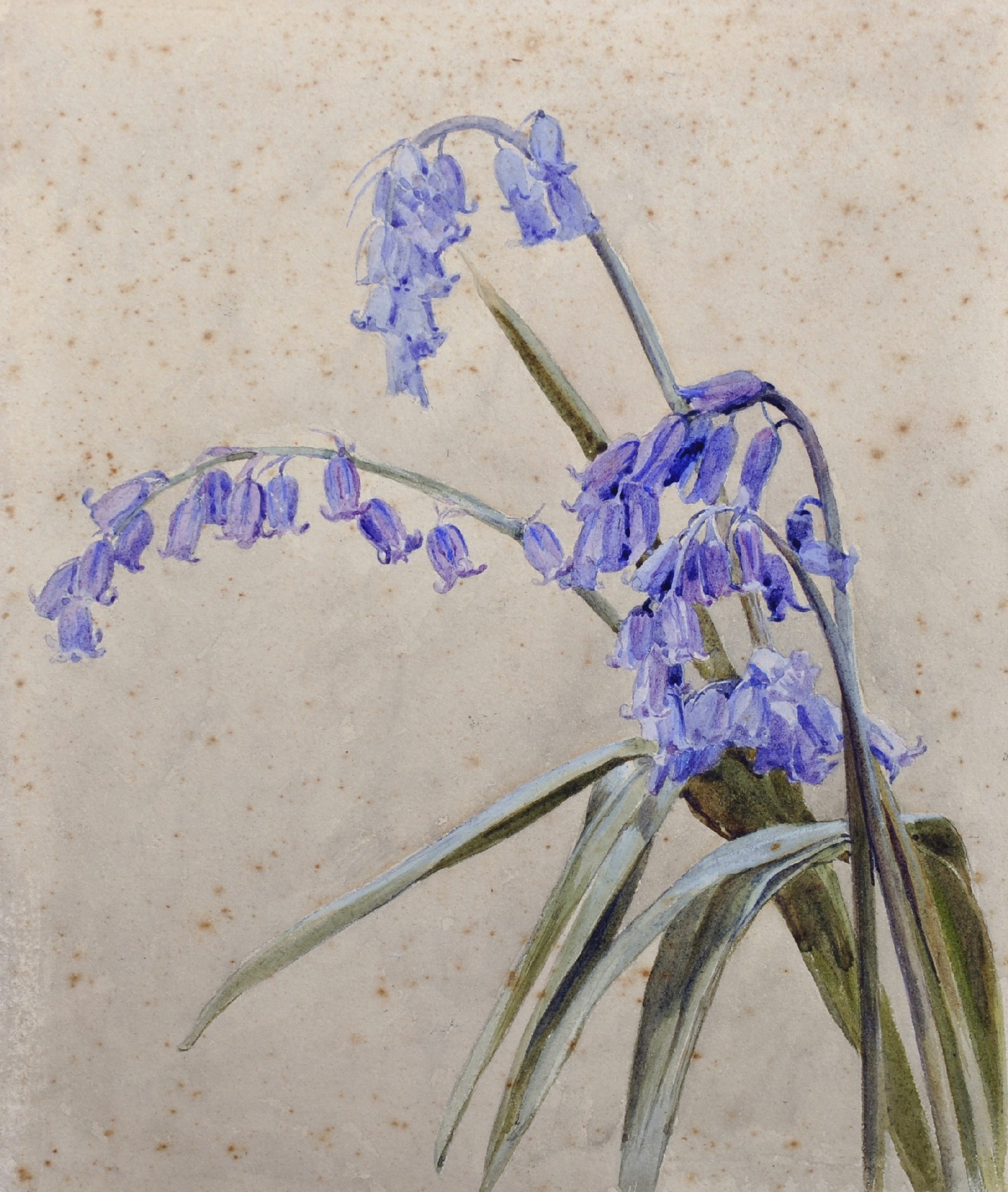 Henry George Moon (1857-1905) British. Study of Bluebells, Watercolour, Inscribed on the reverse