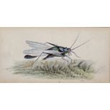 19th Century English School. Study of a Grasshopper, Watercolour, Signed with Initials 'WJG', 3" x