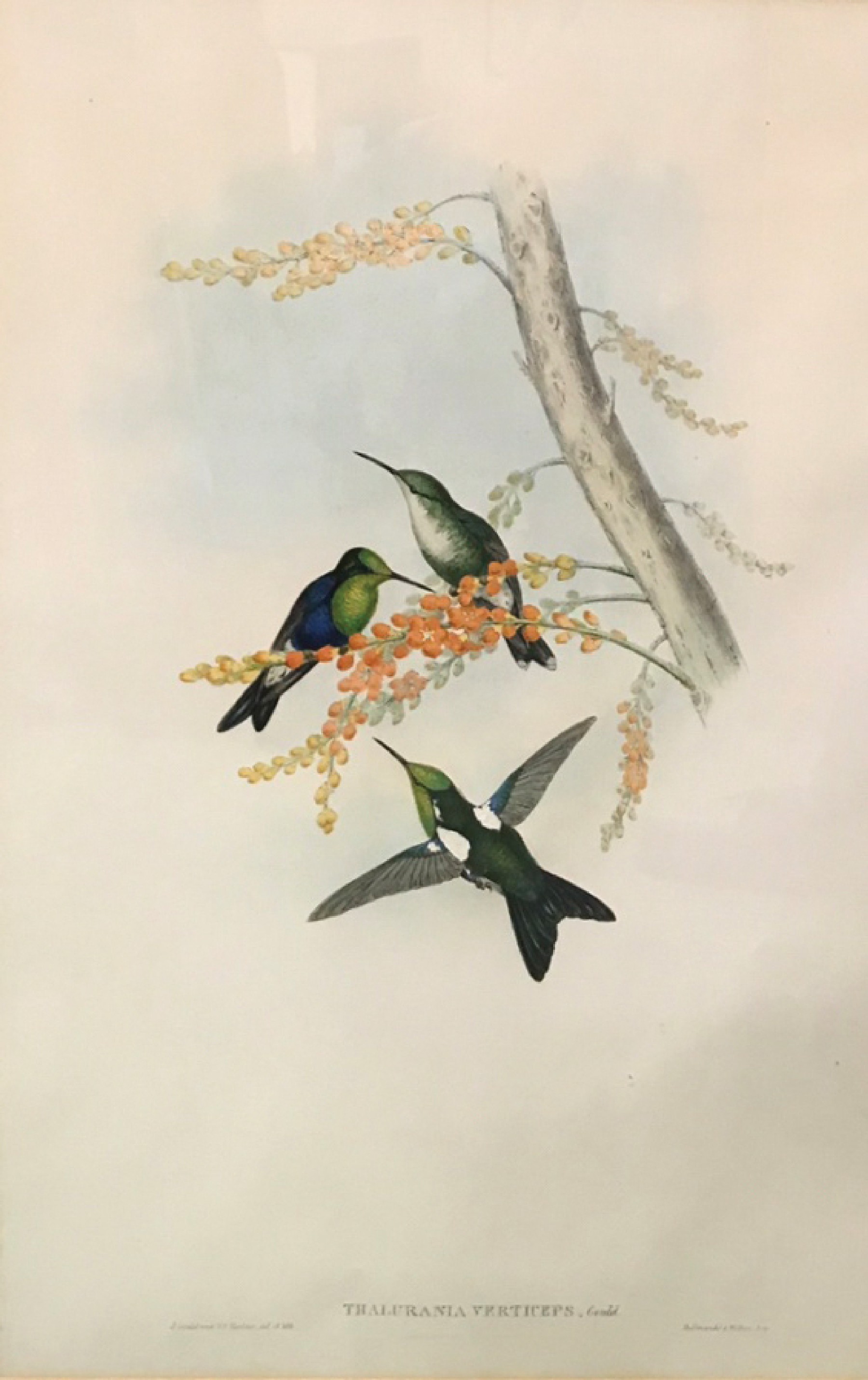 After John Gould & Henry Constantine Richter (19th-20th Century) British. "Thalurania Berticeps",