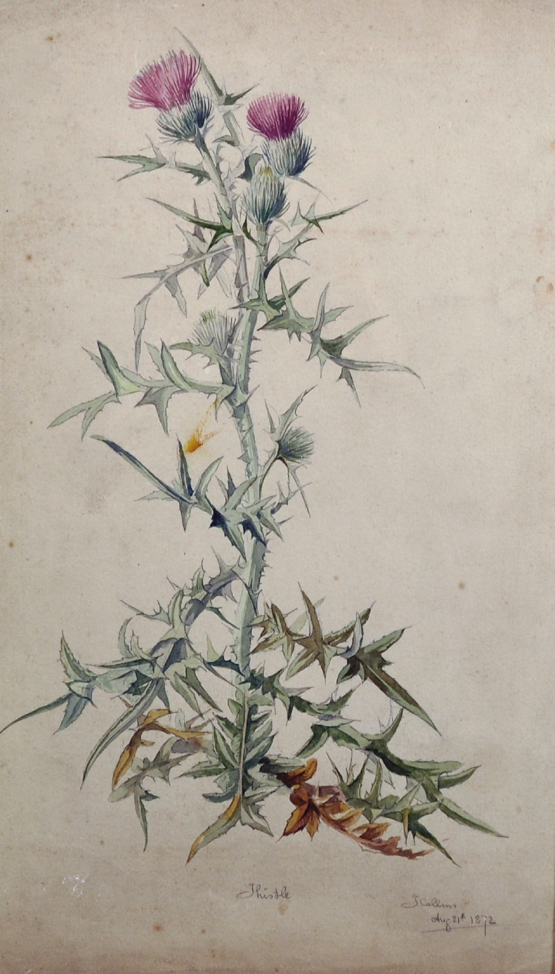 J... Collins (19th Century) British. "Thistle", a Sketch, Watercolour, Signed, Inscribed and