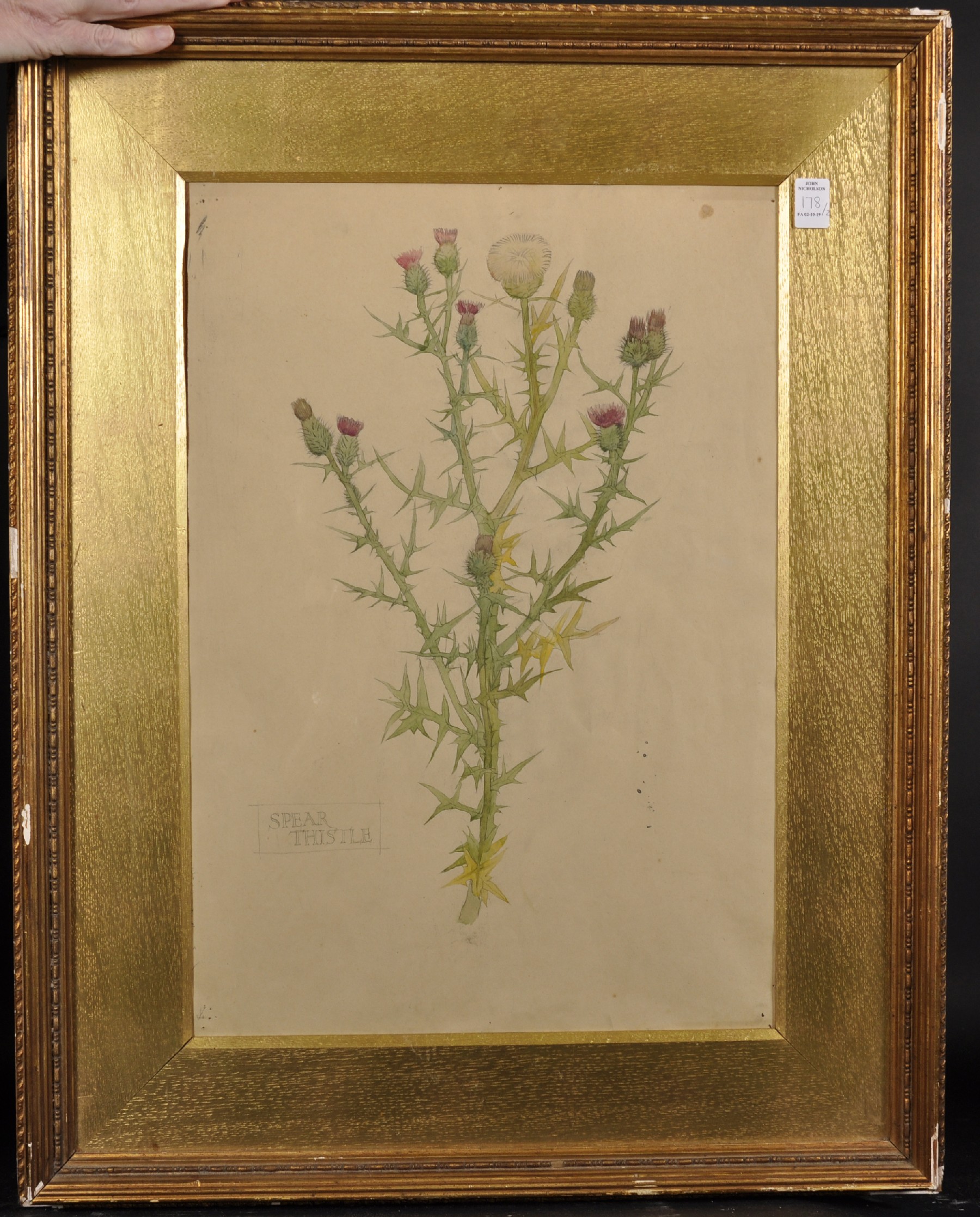 J... Collins (19th Century) British. "Thistle", a Sketch, Watercolour, Signed, Inscribed and - Image 3 of 6