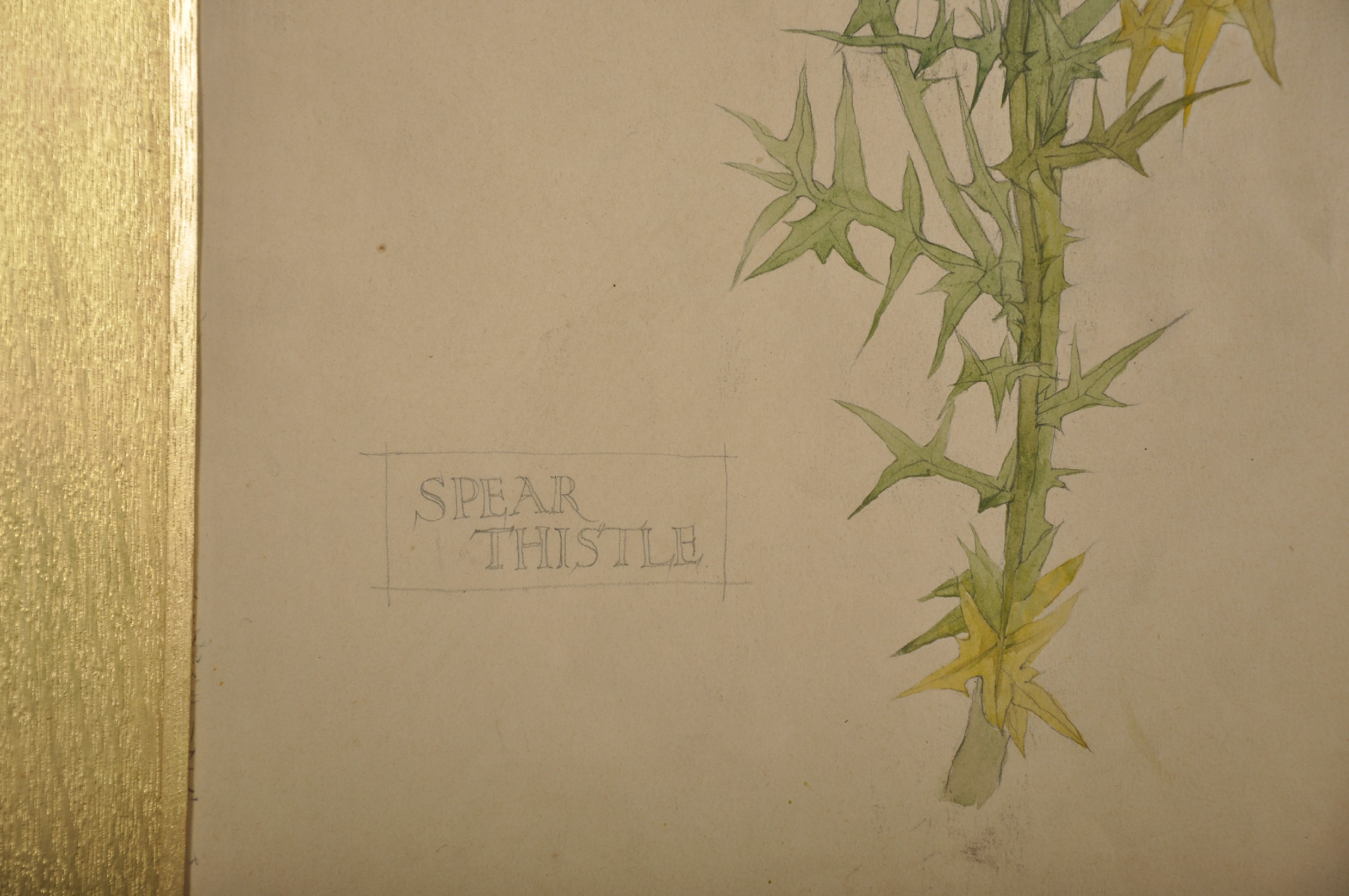 J... Collins (19th Century) British. "Thistle", a Sketch, Watercolour, Signed, Inscribed and - Image 5 of 6