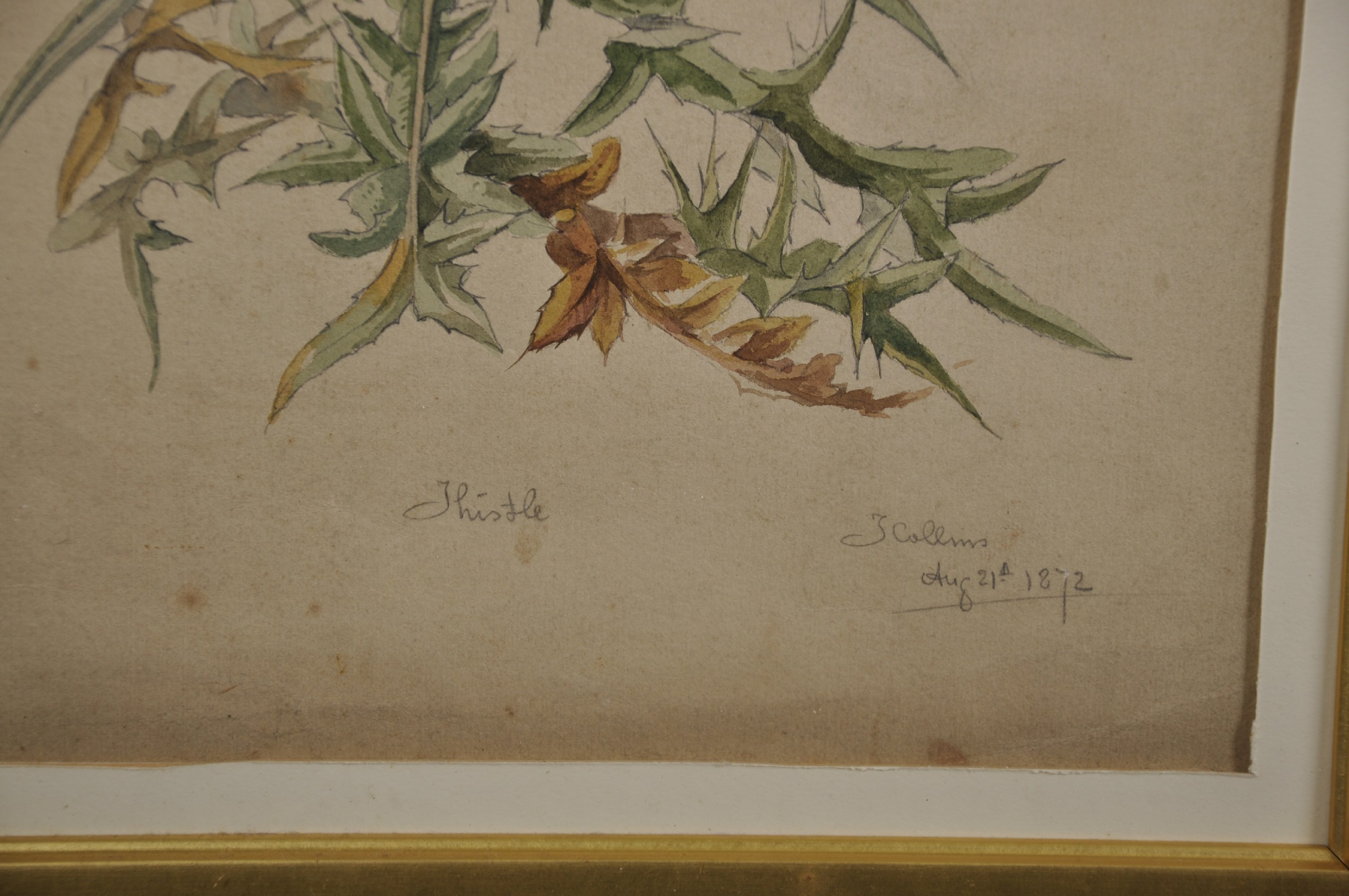 J... Collins (19th Century) British. "Thistle", a Sketch, Watercolour, Signed, Inscribed and - Image 4 of 6