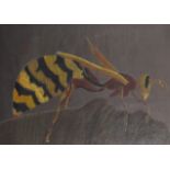 20th - 21st Century English School. Study of a Wasp, Crayon, 22.5" x 32".
