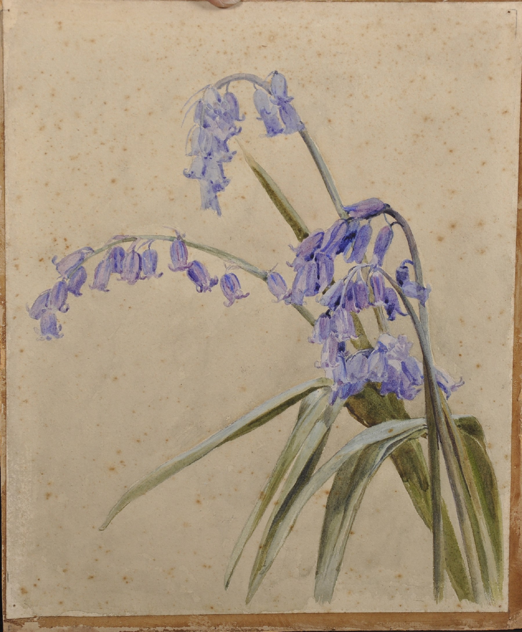 Henry George Moon (1857-1905) British. Study of Bluebells, Watercolour, Inscribed on the reverse - Image 2 of 6