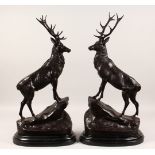 A PAIR OF LARGE BRONZE STAGS, standing on a rock, on marble bases. 29ins high.