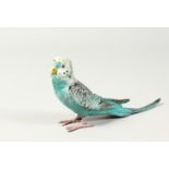A BERGMANN STYLE COLD PAINTED BRONZE BUDGERIGAR PIN CUSHION. 6.5ins long.