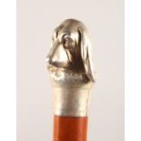 A GOOD MALACCA WALKING STICK, with silver dogs head handle. 35.5ins high.