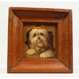 A SMALL OIL PAINTING OF A DOG. Frame: 6ins square.