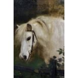 Arthur John Elsley (1860-1952) British. Portrait of a White Pony, by a Wooden Fence, Oil on