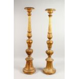 A MATCHED PAIR OF 20TH CENTURY CARVED GILTWOOD LAMP BASES, modelled as candlesticks. 39ins x 39.5ins