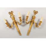 A PAIR OF CLASSICAL STYLE CARVED AND GILDED TWO BRANCH WALL LIGHTS. 19.5ins high.