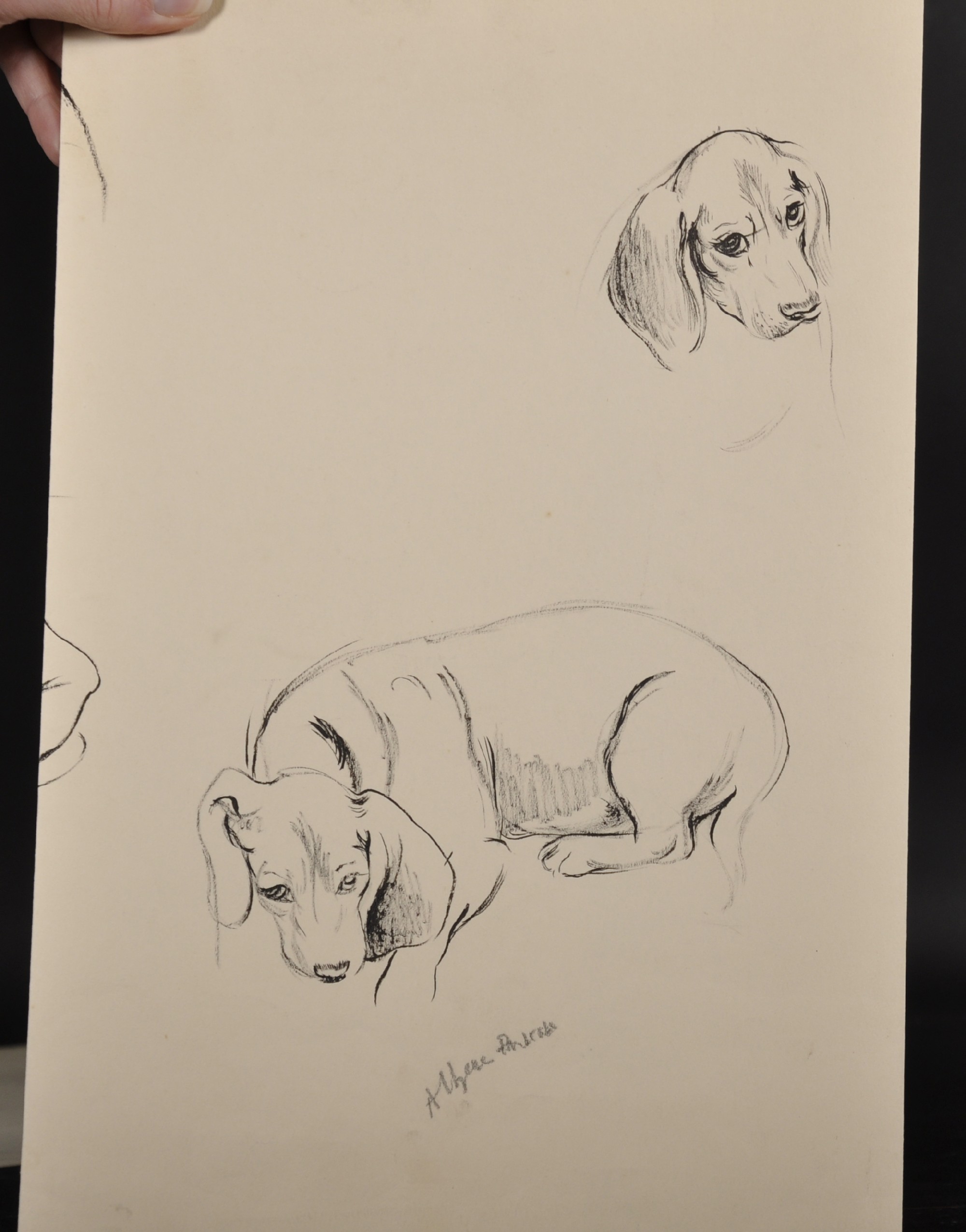 Athene Andrade (1908- ?) British. Study of a Dachshund, seated on a Sofa, Pencil, Signed and - Image 3 of 6