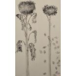 May 'Emma' Tennant (1943- ) British. "Sunflowers", Pencil, Signed and Inscribed, 28.25" x 16.25".