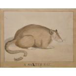 19th Century English School. "A Water Rat", with a Secondary Head of a Man, Watercolour, Pencil