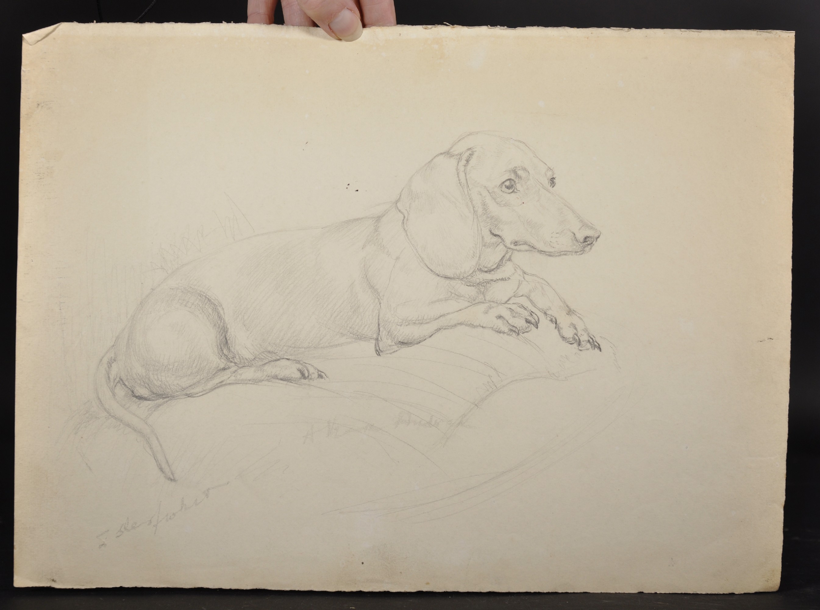 Athene Andrade (1908- ?) British. Study of a Dachshund, seated on a Sofa, Pencil, Signed and - Image 2 of 6
