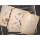 DORSET Natural History & Antiquarian Field Club Proceedings, 32 vols, 8vo, plates, maps, cloth,