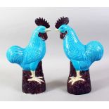 PAIR 20TH CENTURY CHINESE TURQUOISE & AUBERGINE GROUND PORCELAIN MODELS OF COCKERELS, both stood