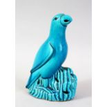 A 19TH CENTURY CHINESE TURQUOISE GROUND PORCELAIN FIGURE OF A PARROT, 20cm high.