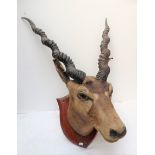 HUNTING TROPHY, ANTELOPE HEAD MOUNTED ON A WOODEN SHIELD