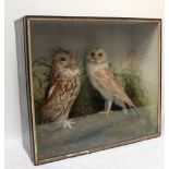 VICTORIAN TAXIDERMY, A PAIR OF BARN OWLS IN A GLAZED CASE